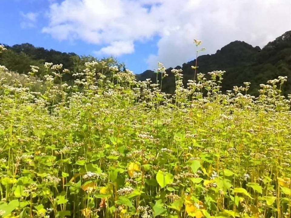 白い花が広がる山あいの畑