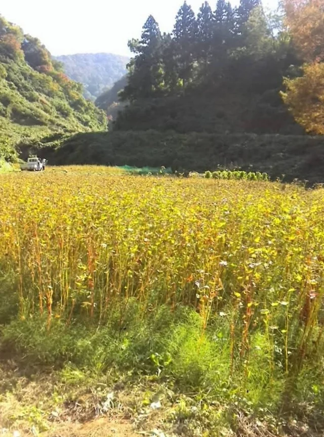 山に囲まれた畑の風景